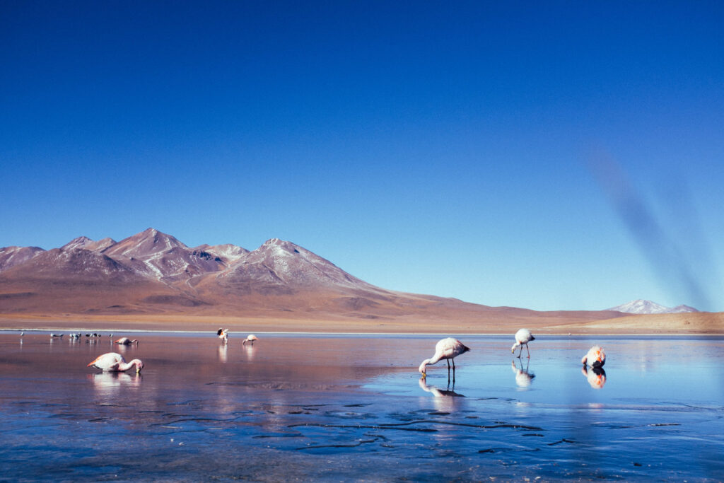flamingos-drinking-water-in-a-lake-in-the-uyuni-sa-2024-08-09-16-39-09-utc