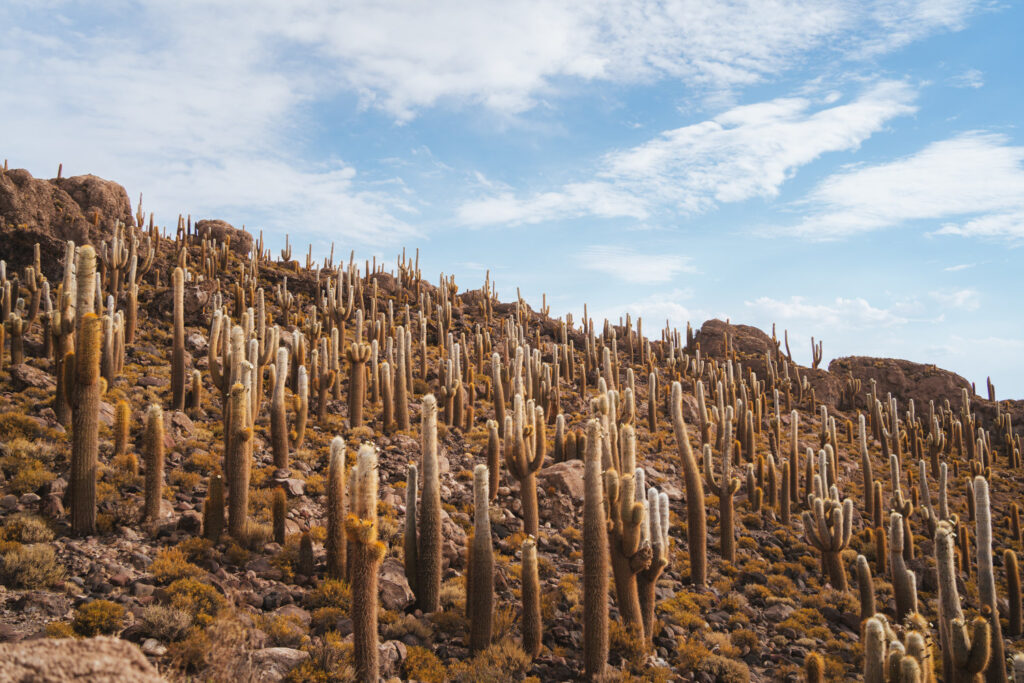 View full of big cactus on Incahuasi island on Salar de Uyuni salt flats, Bolivia